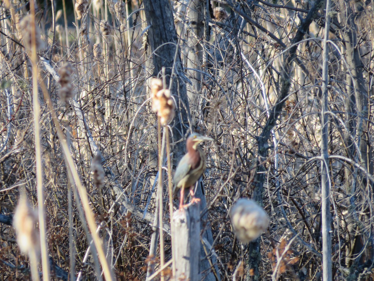 Green Heron - ML99960431