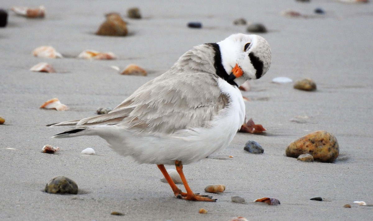 Piping Plover - ML99961521