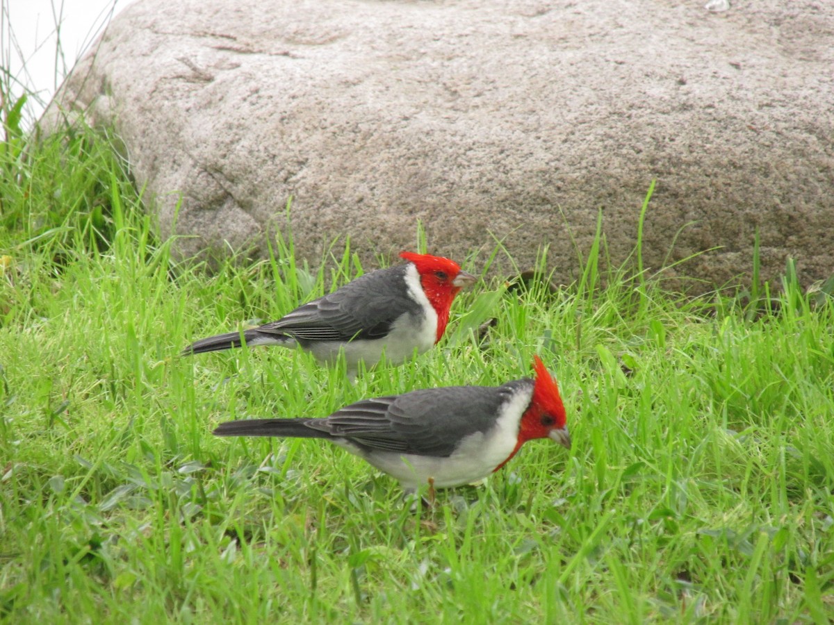 Red-crested Cardinal - ML99961561