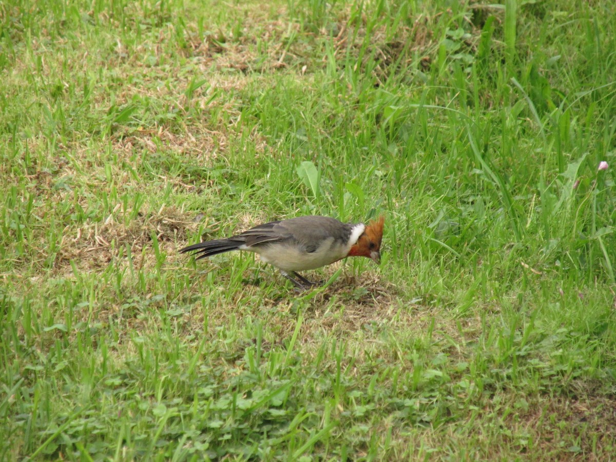 Red-crested Cardinal - ML99961601