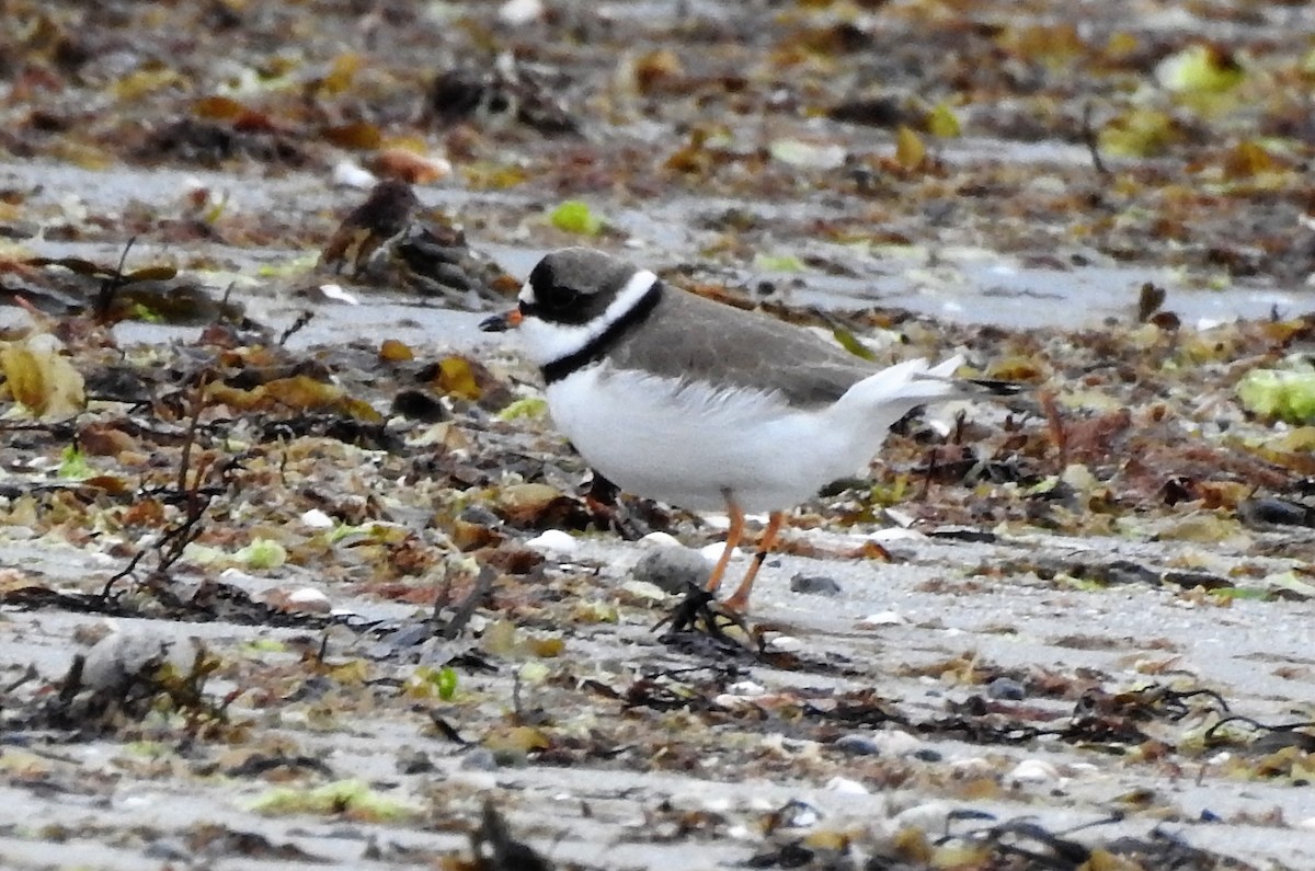 Semipalmated Plover - ML99961721