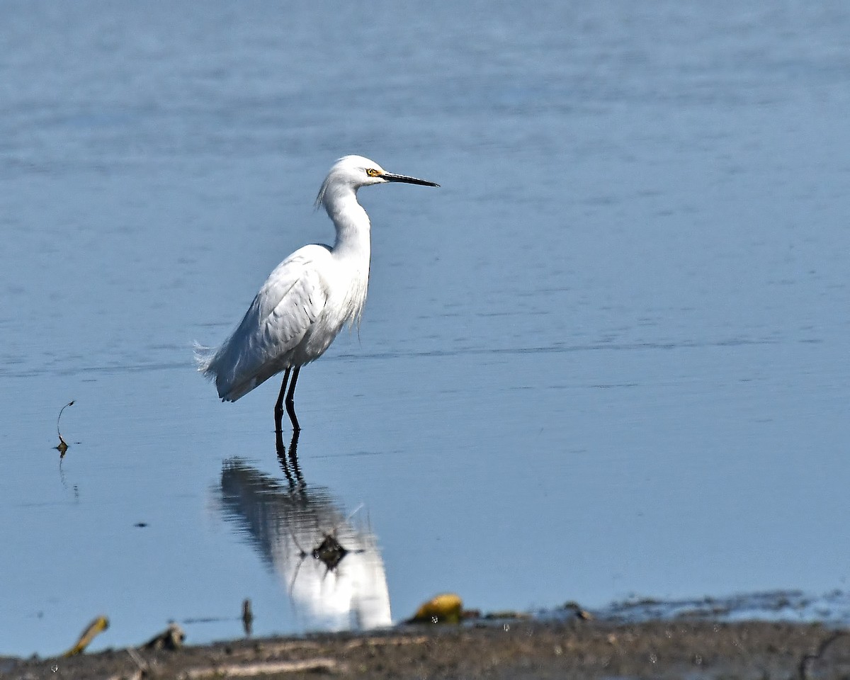 Snowy Egret - ML99962001