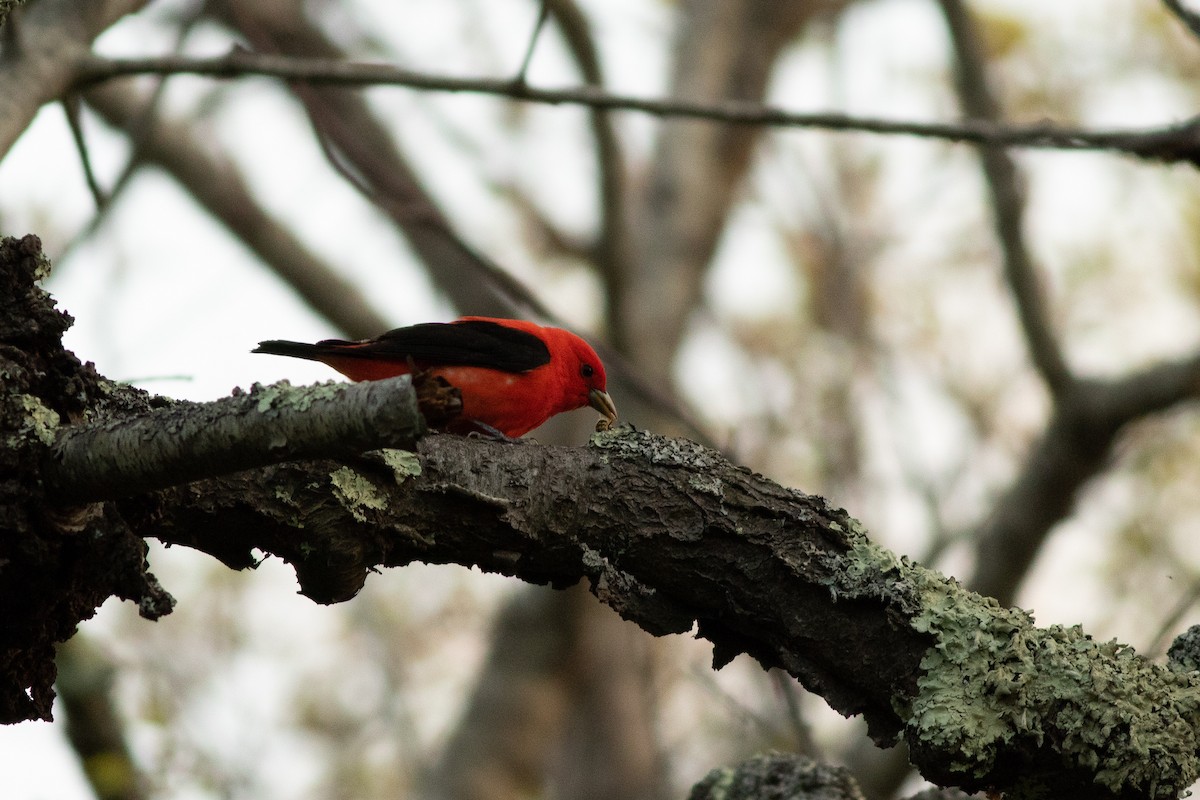 Scarlet Tanager - ML99962571