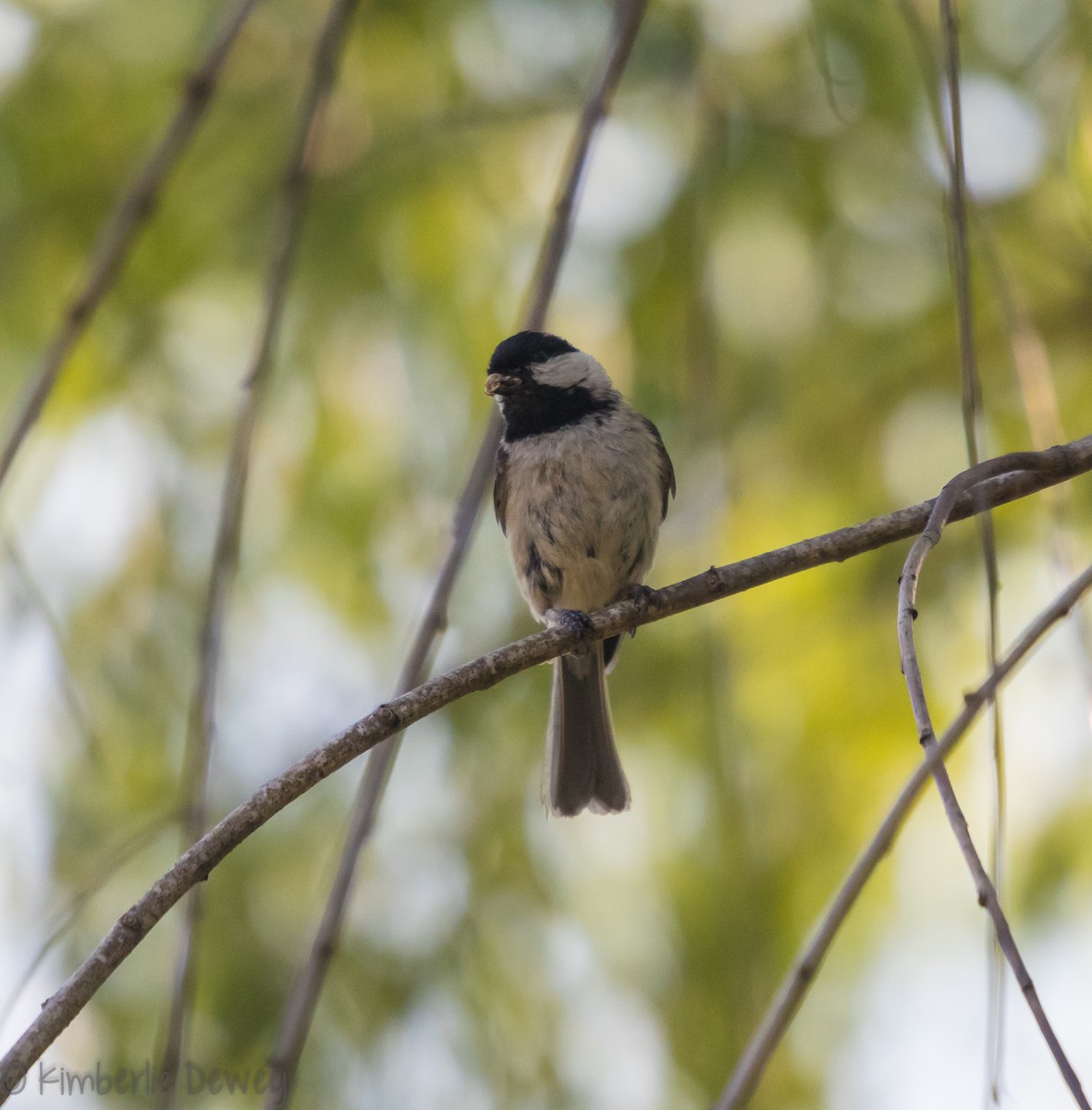 Carolina Chickadee - ML99962661