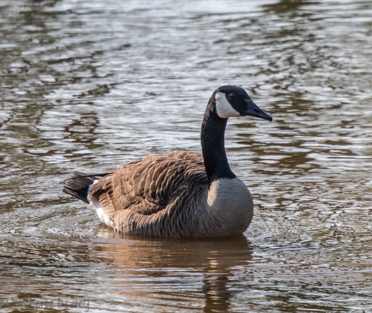 Canada Goose - ML99962851