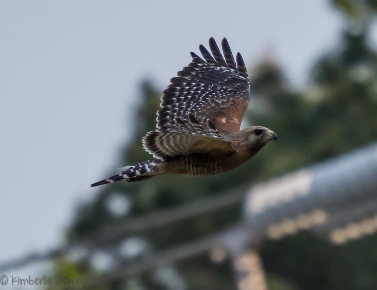 Red-shouldered Hawk - ML99963111
