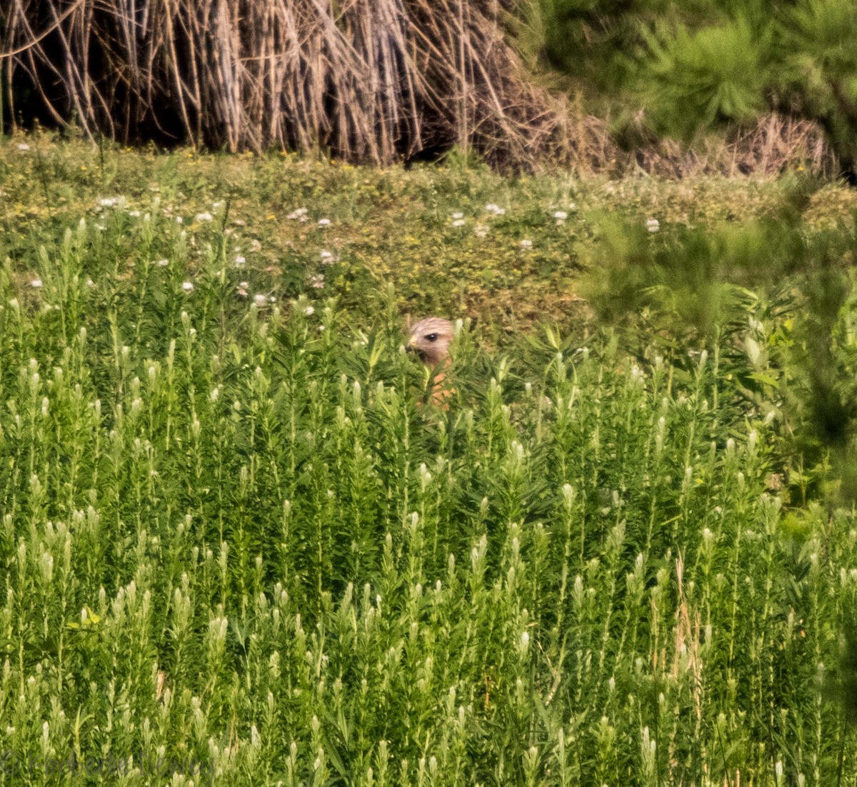 Red-shouldered Hawk - ML99963131