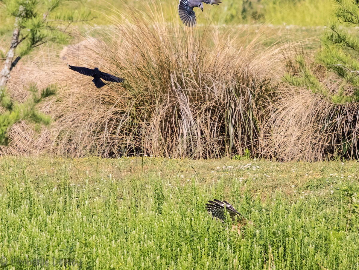 Red-shouldered Hawk - ML99963191