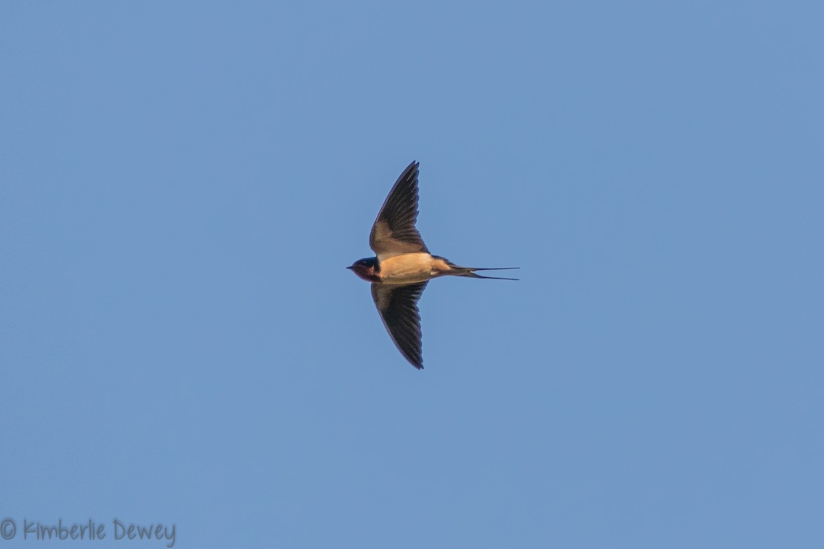 Barn Swallow - ML99963491