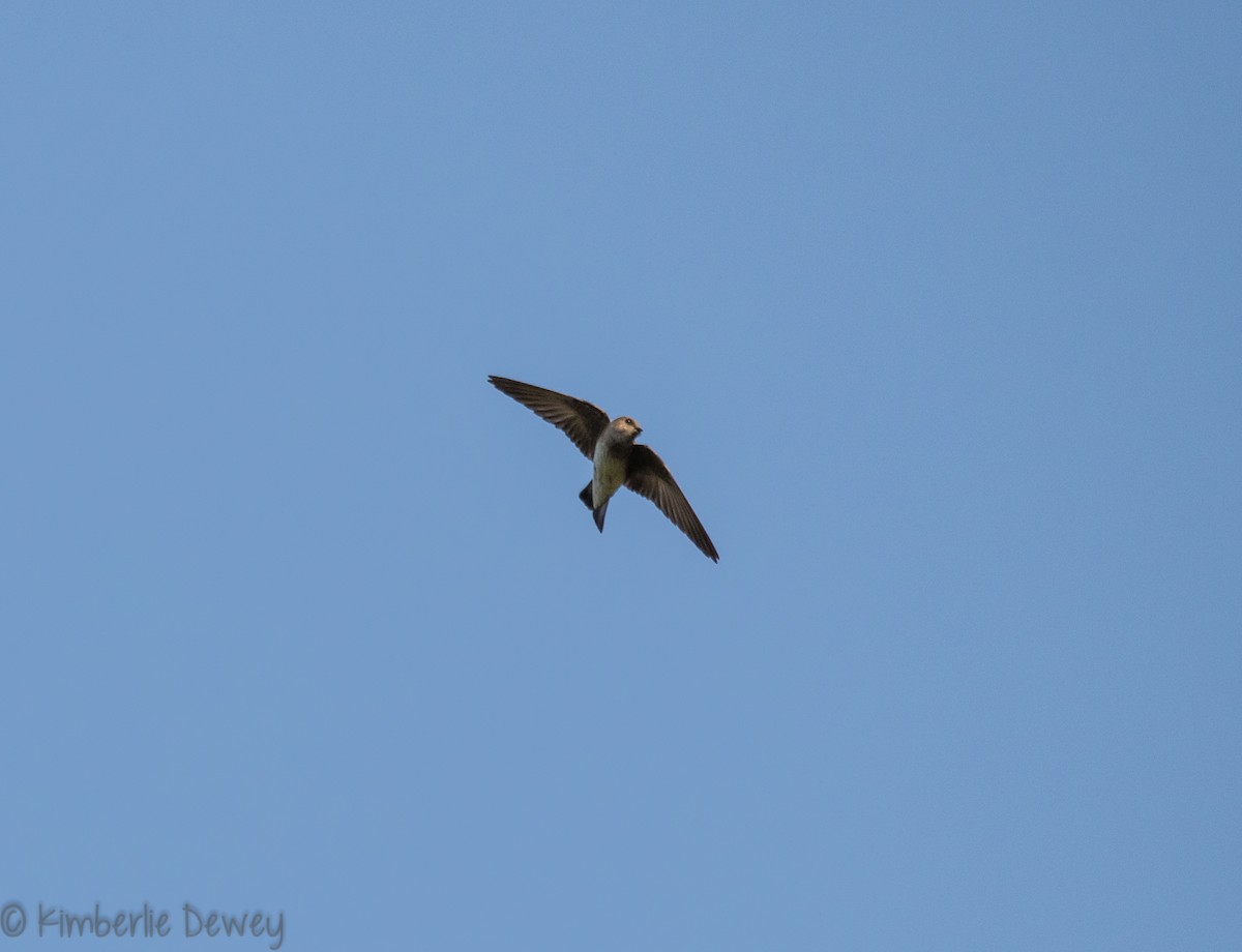 Northern Rough-winged Swallow - ML99963601