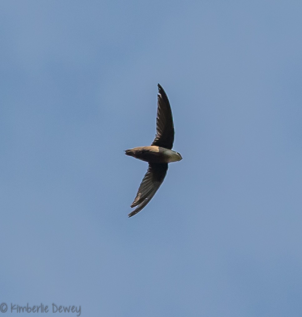 Chimney Swift - ML99963661