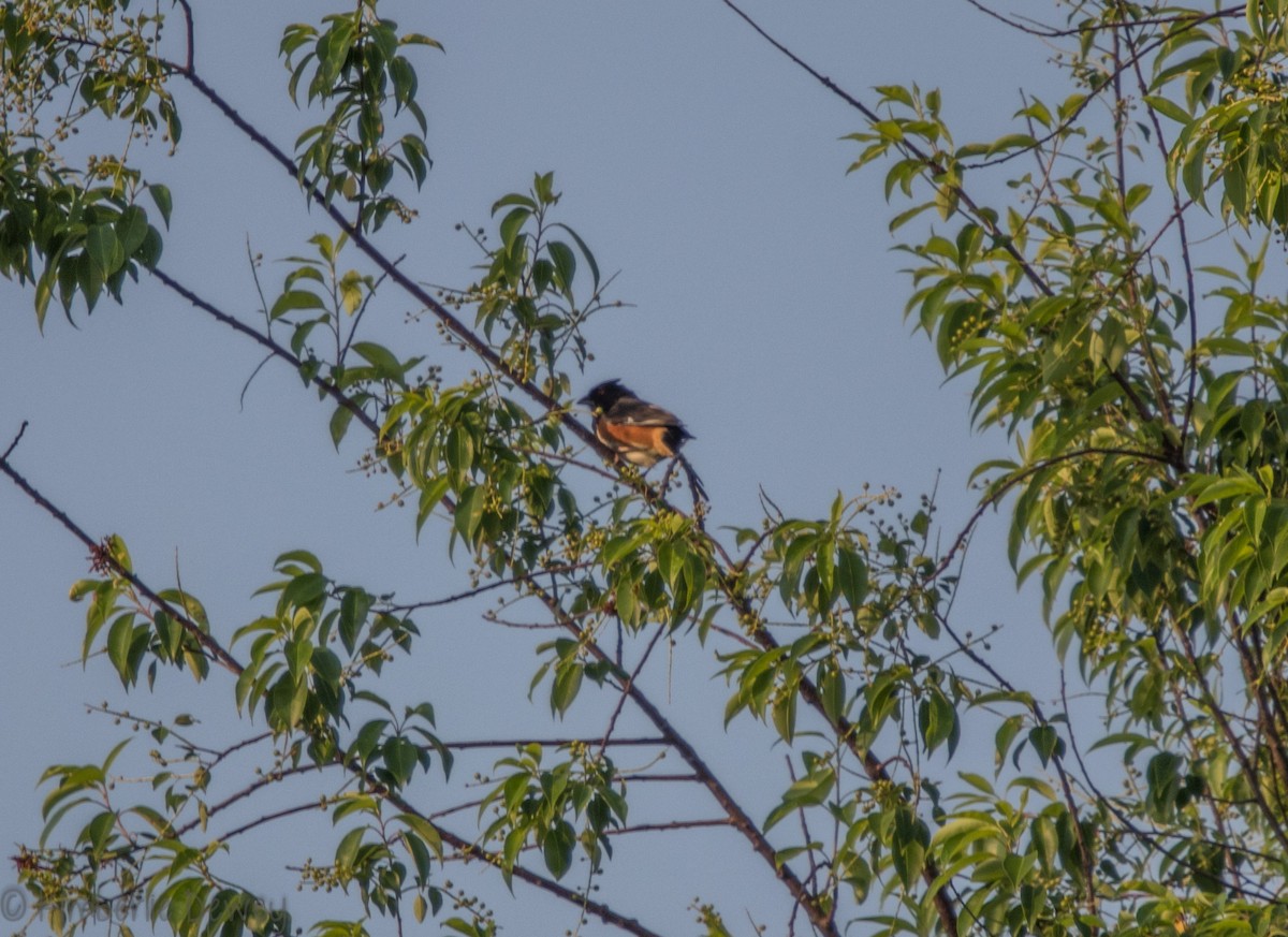 Eastern Towhee - ML99963701