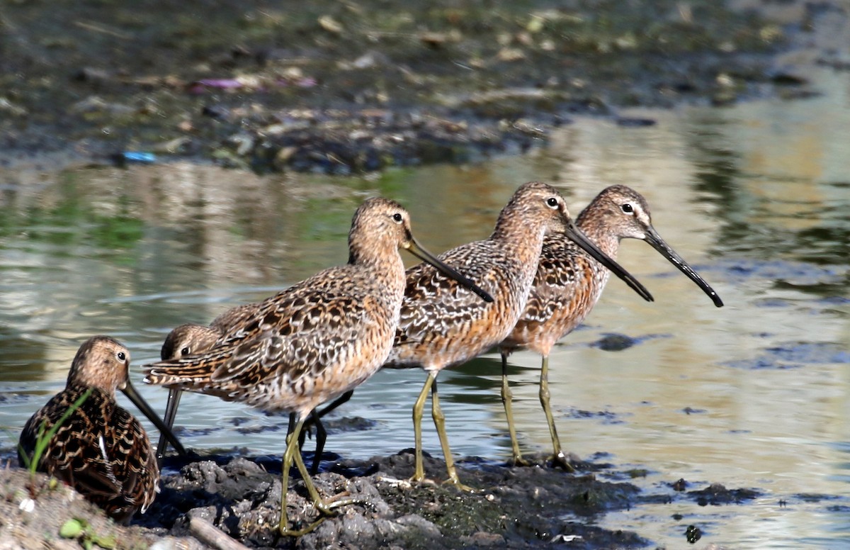 Long-billed Dowitcher - ML99964031