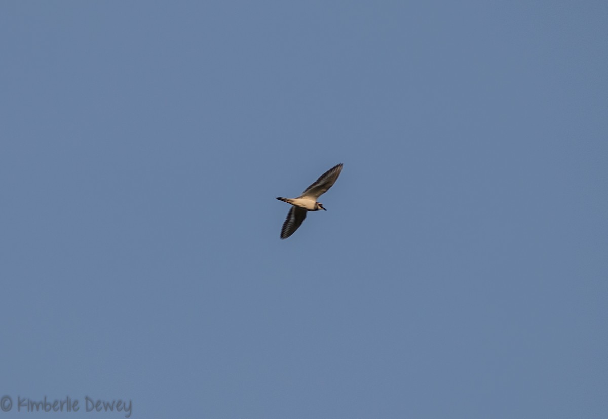 Killdeer - ML99964061