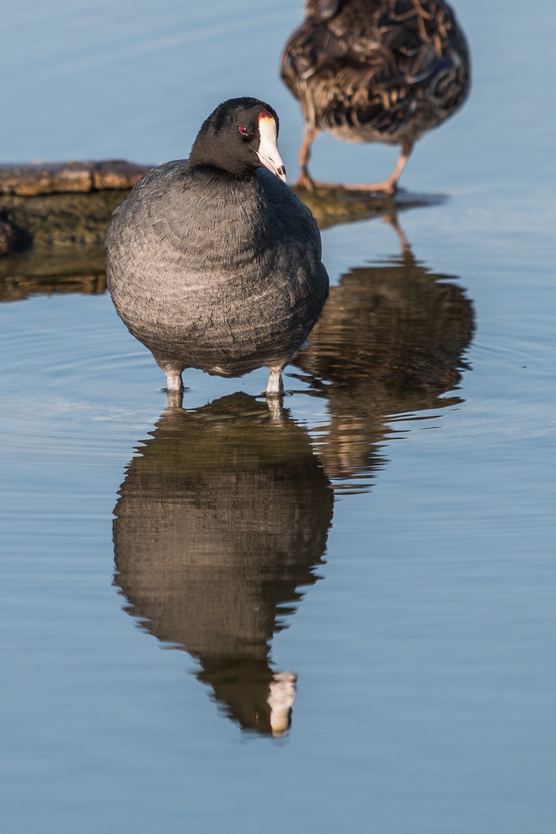 American Coot - Charlene Fortner