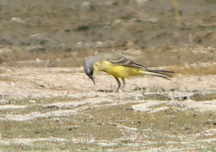 Western Yellow Wagtail (thunbergi) - ML99966001