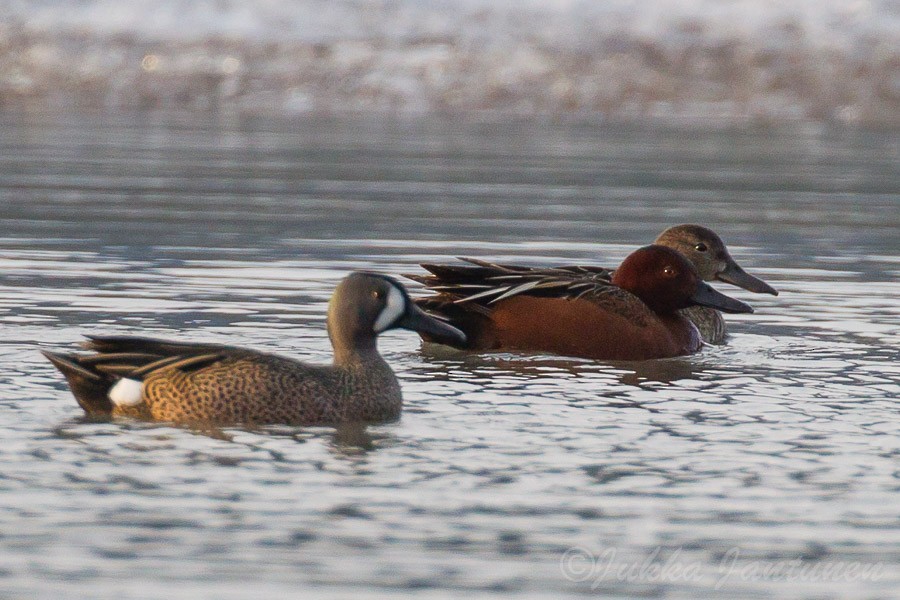 Cinnamon Teal - ML99967911