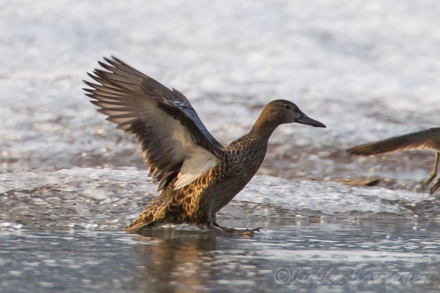 Cinnamon Teal - ML99967931