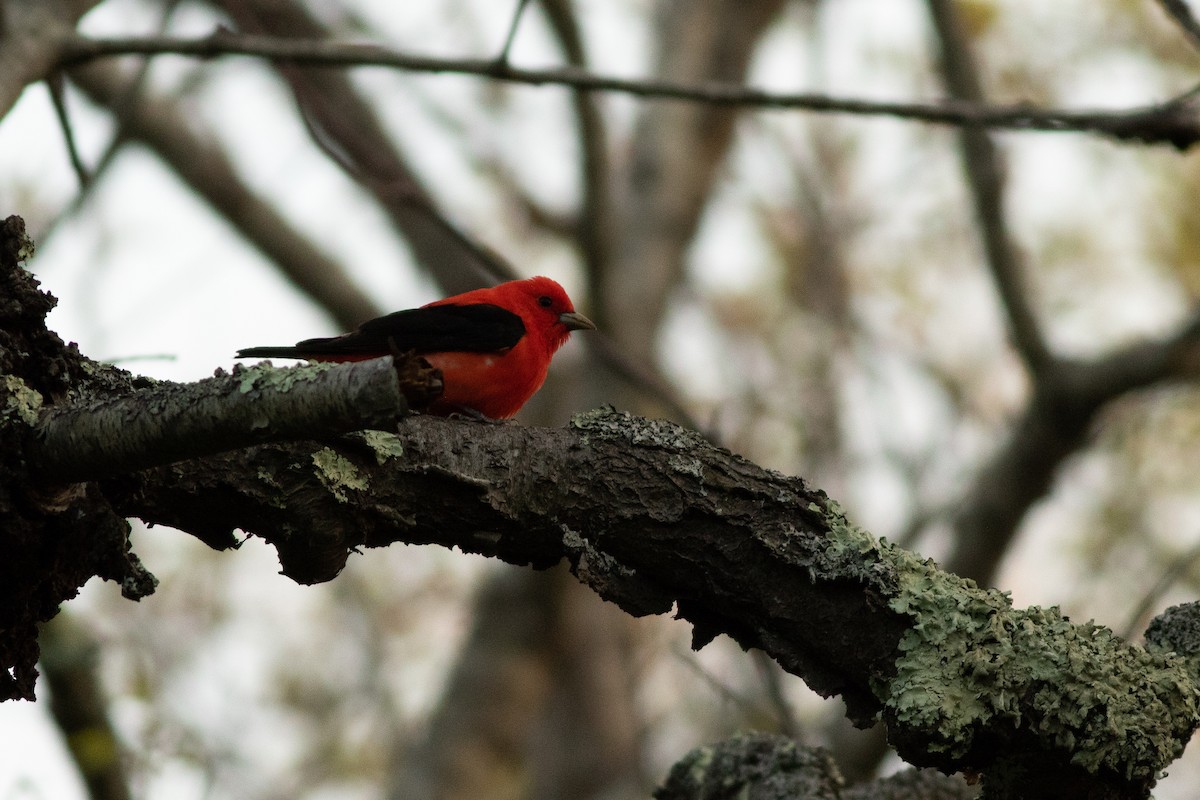 Scarlet Tanager - ML99968501