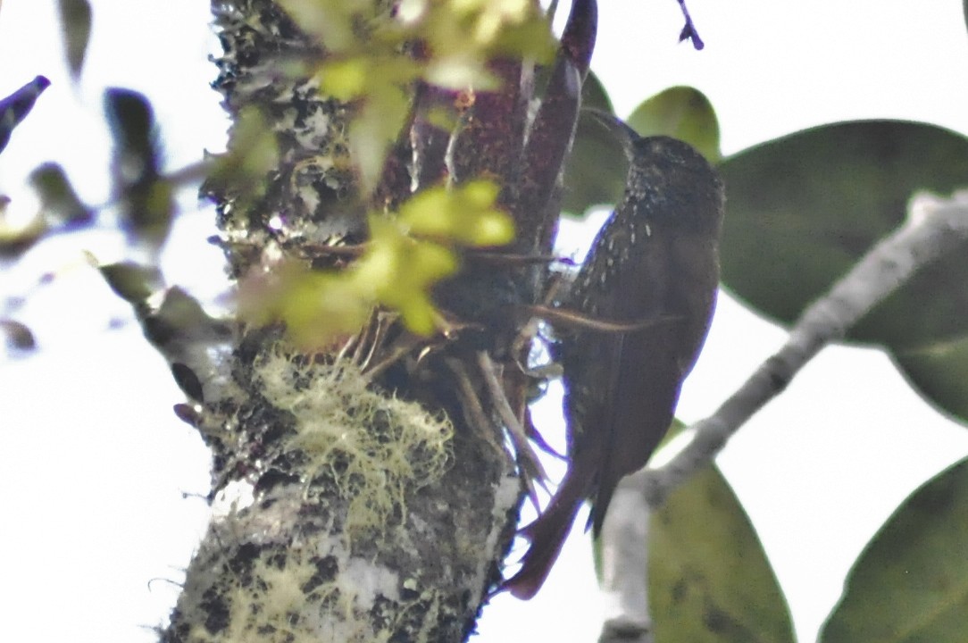 Montane Woodcreeper - Carlos Torrente