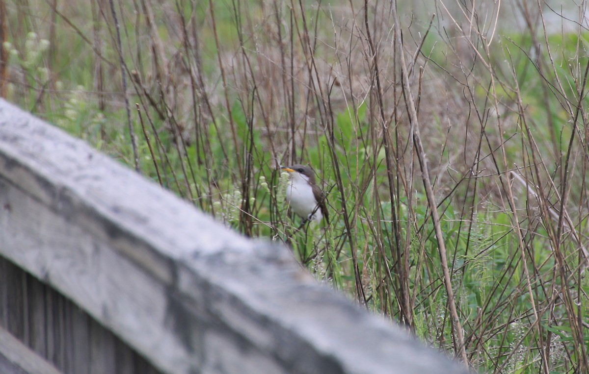 Yellow-billed Cuckoo - Niklas Klauss