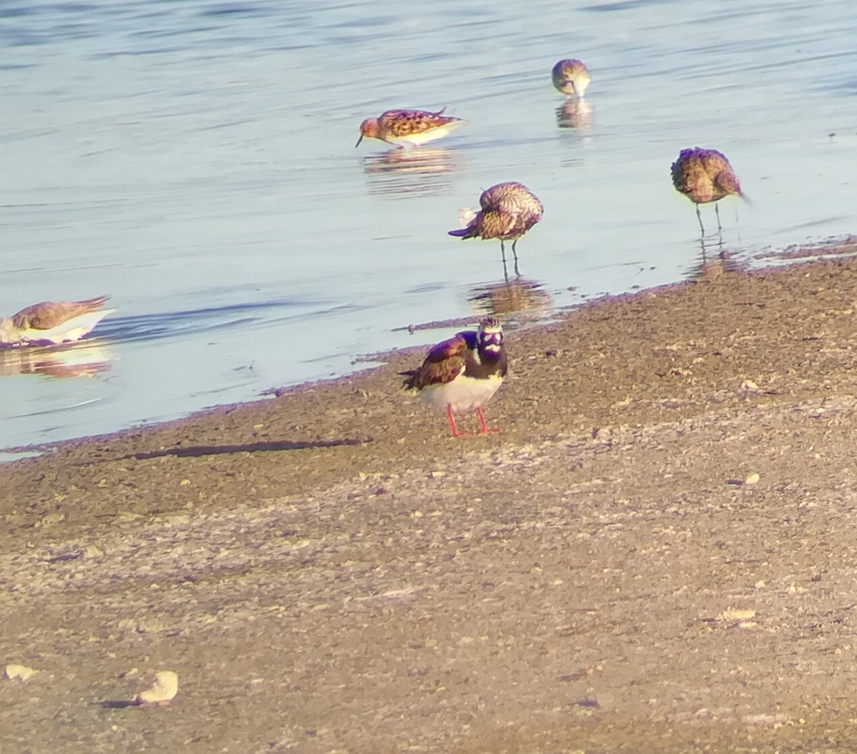 Ruddy Turnstone - Pedro Bustamante Bustamante