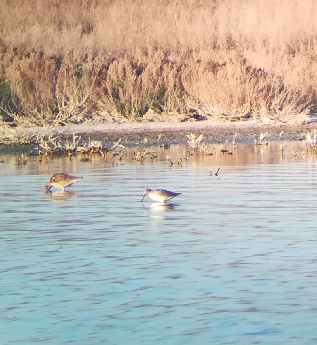 Marsh Sandpiper - ML99975011