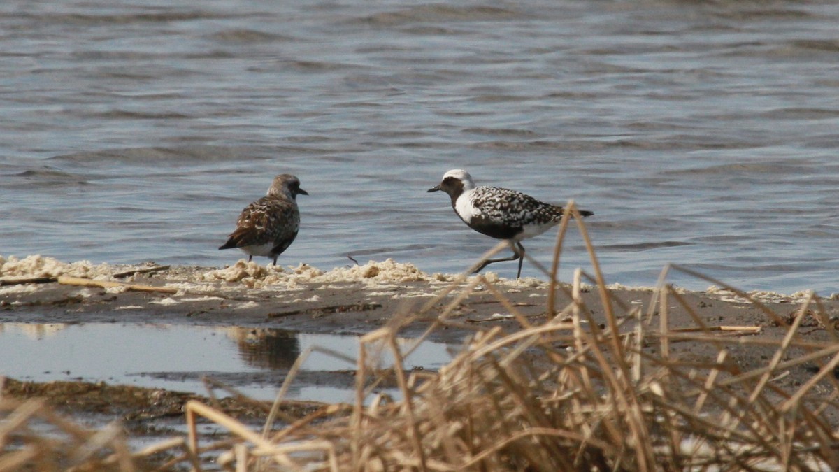 Black-bellied Plover - ML99975421