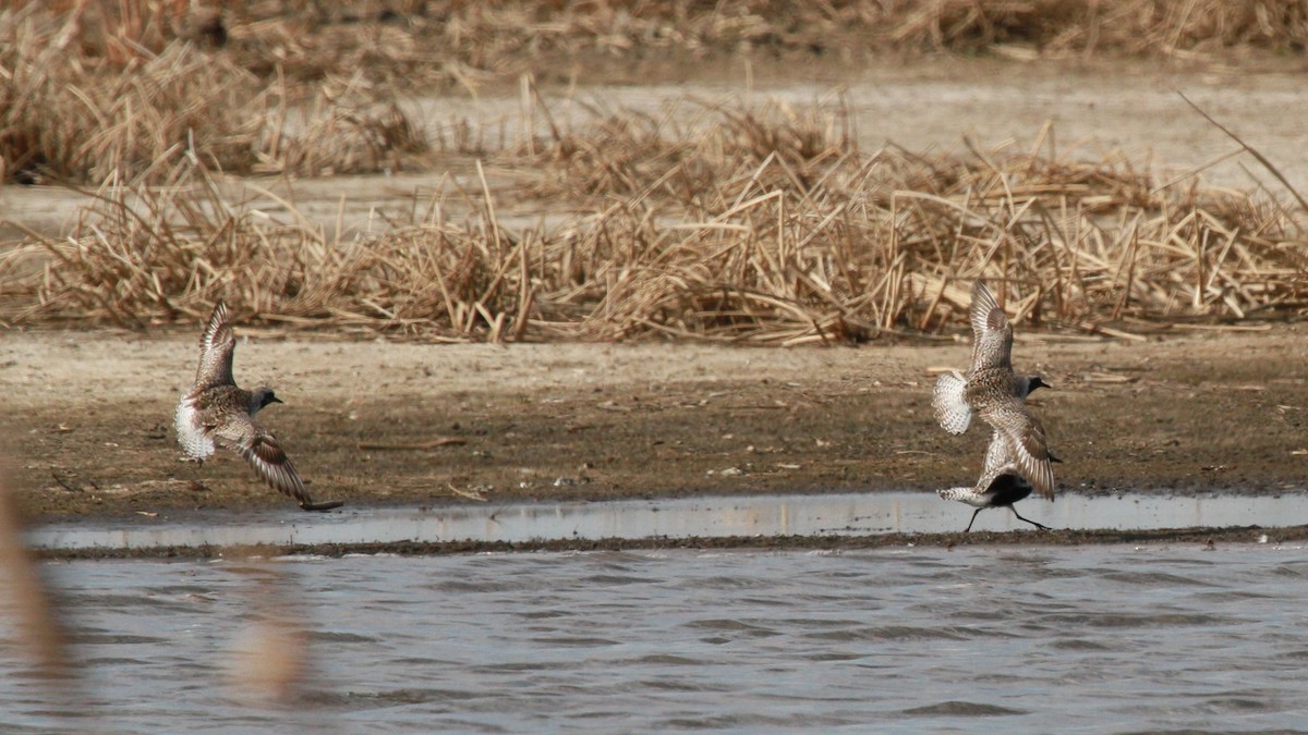 Black-bellied Plover - ML99975431