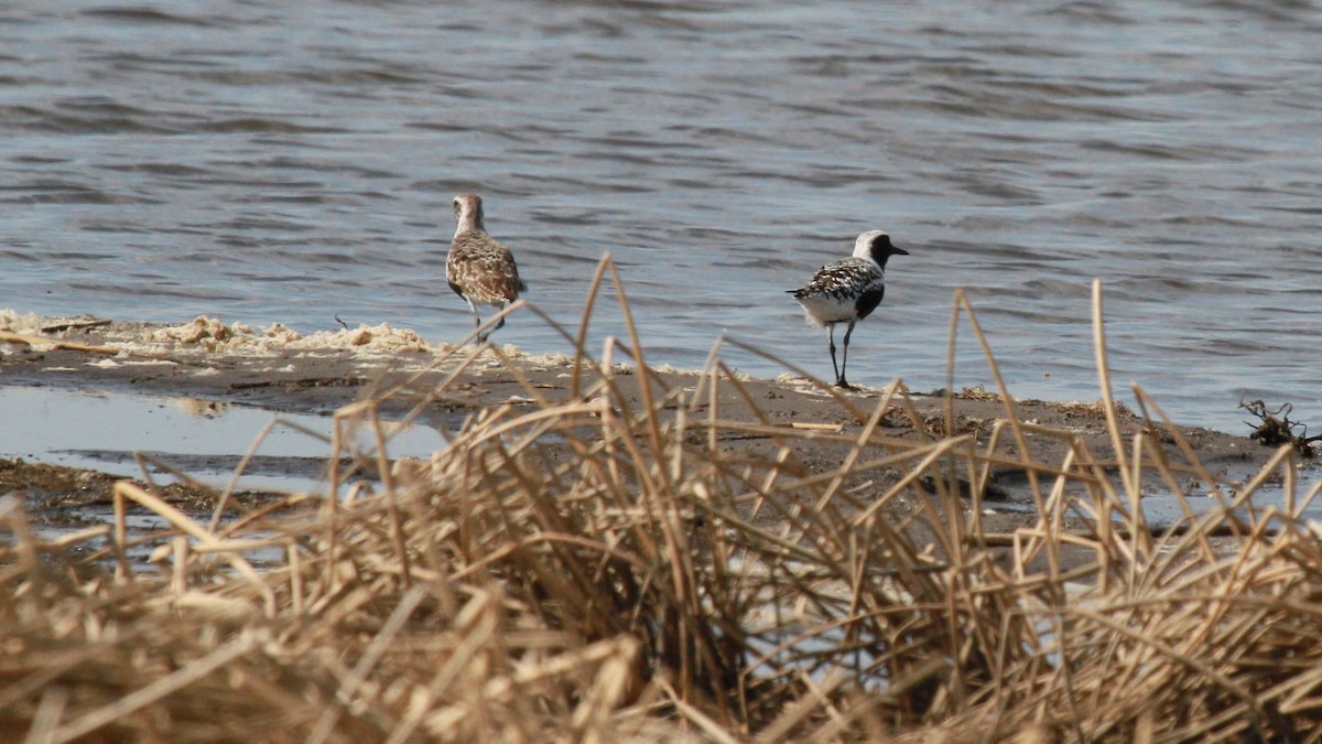 Black-bellied Plover - ML99975461