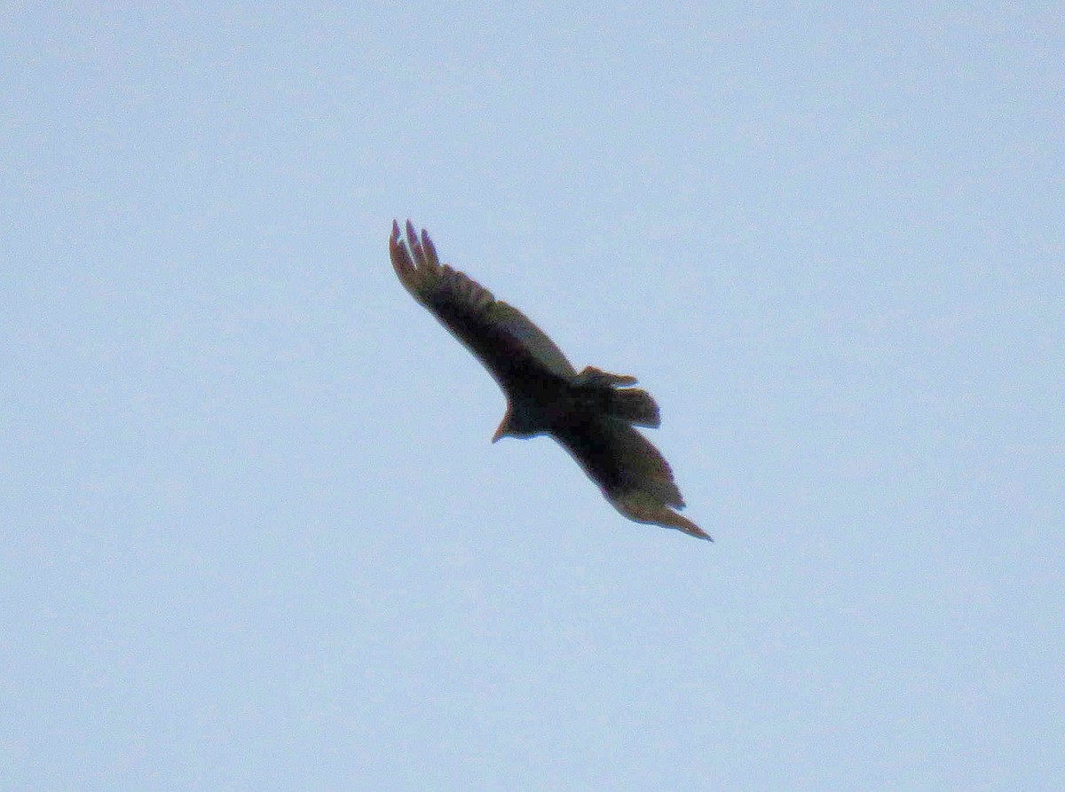 Turkey Vulture - ML99975471