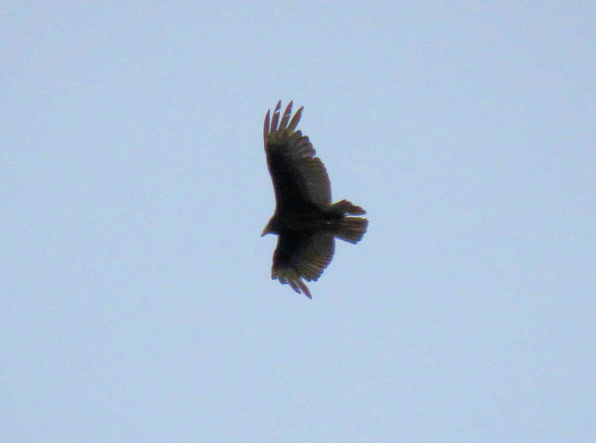 Turkey Vulture - ML99975481