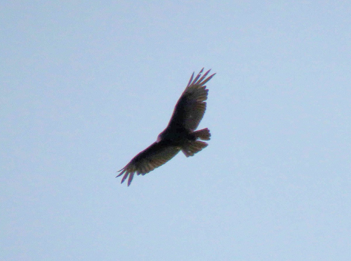 Turkey Vulture - ML99975491