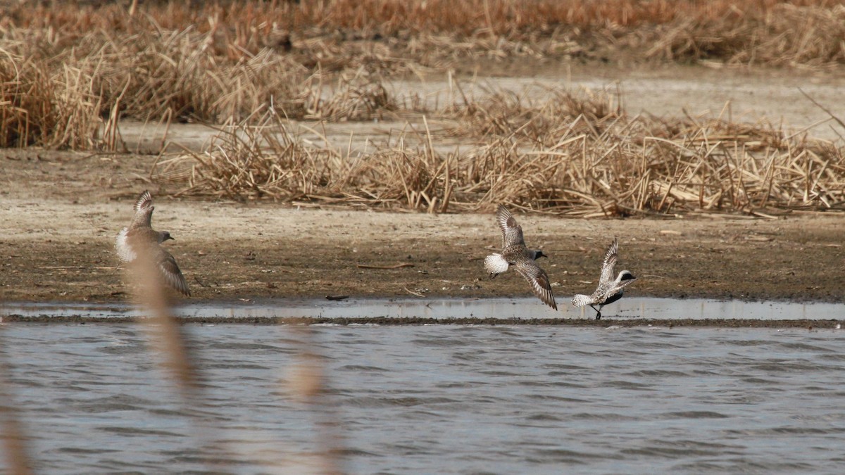 Black-bellied Plover - ML99975501