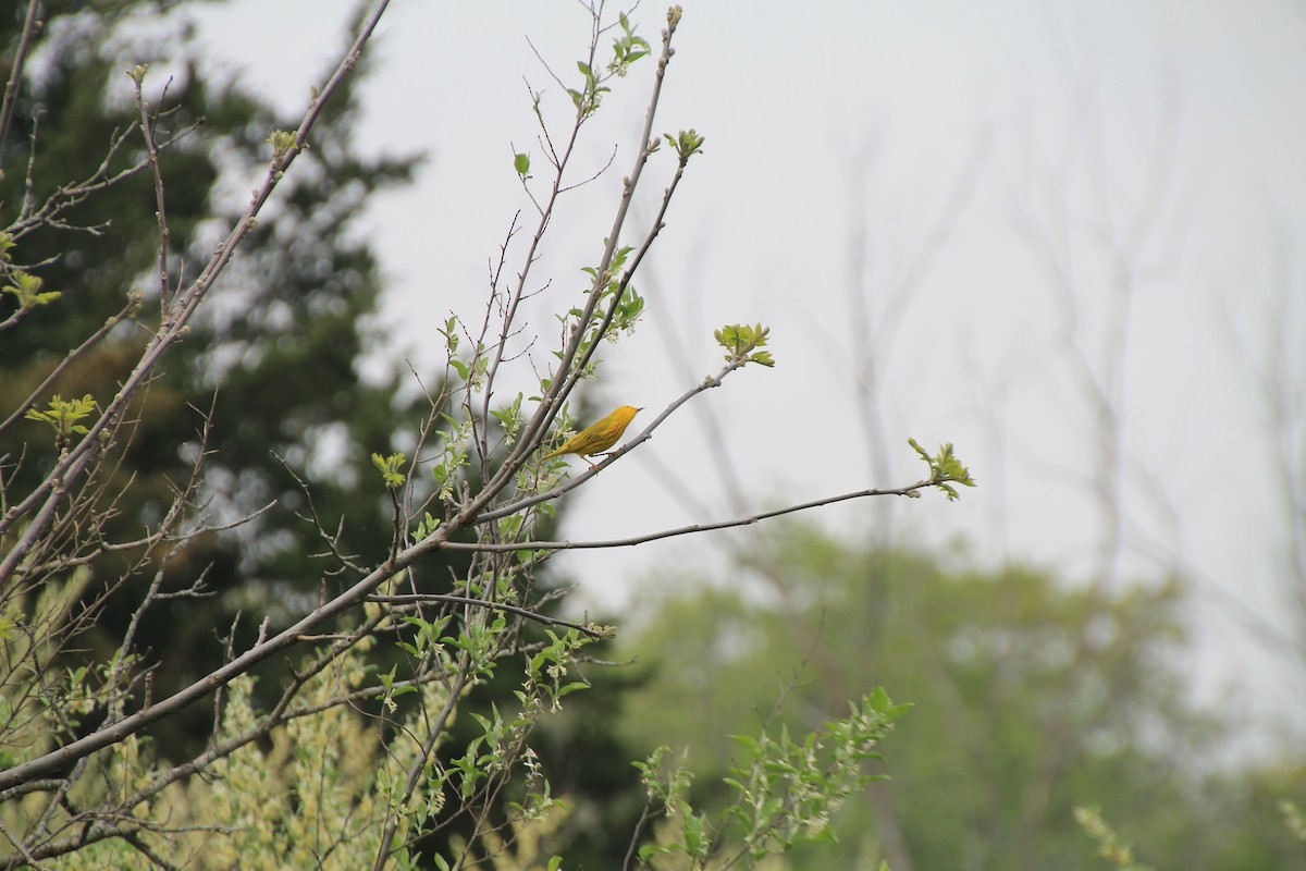 Yellow Warbler - Niklas Klauss