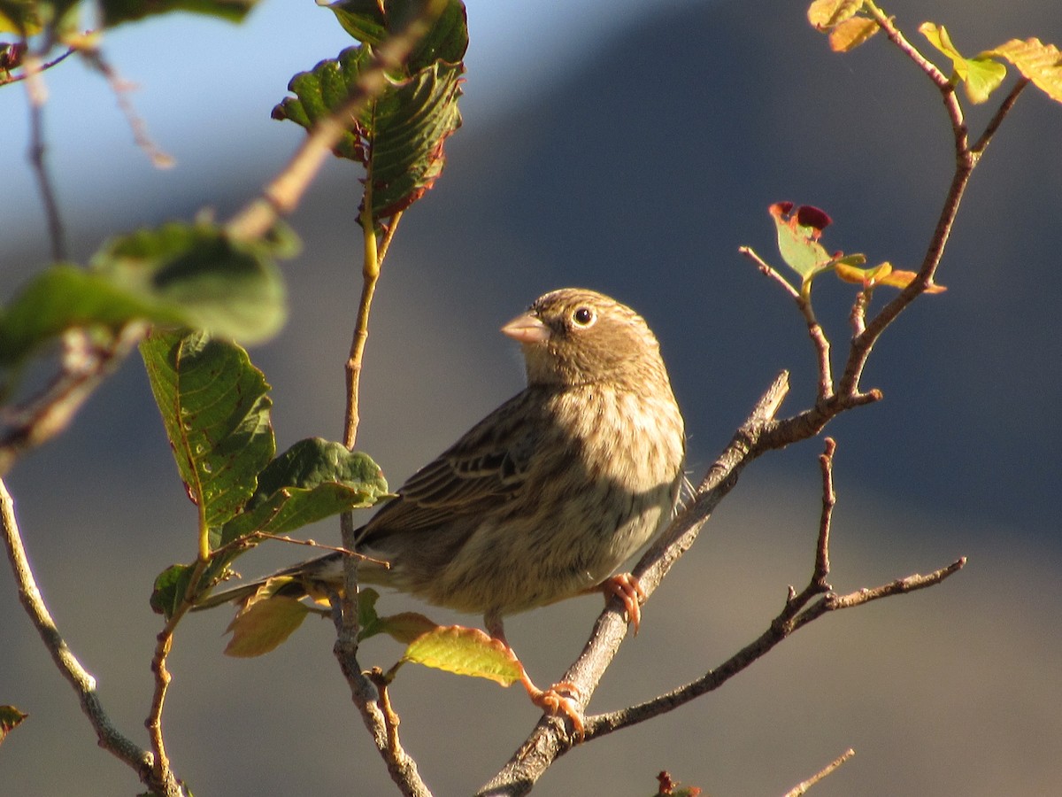 Carbonated Sierra Finch - ML99976021