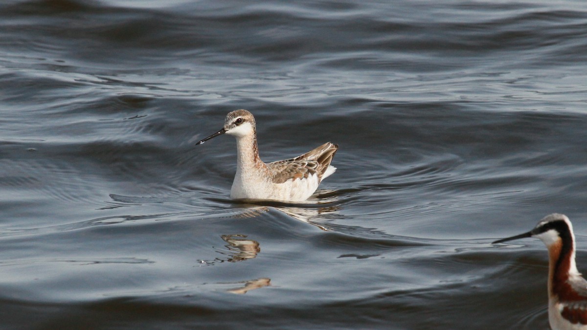 hvithalesvømmesnipe - ML99976261