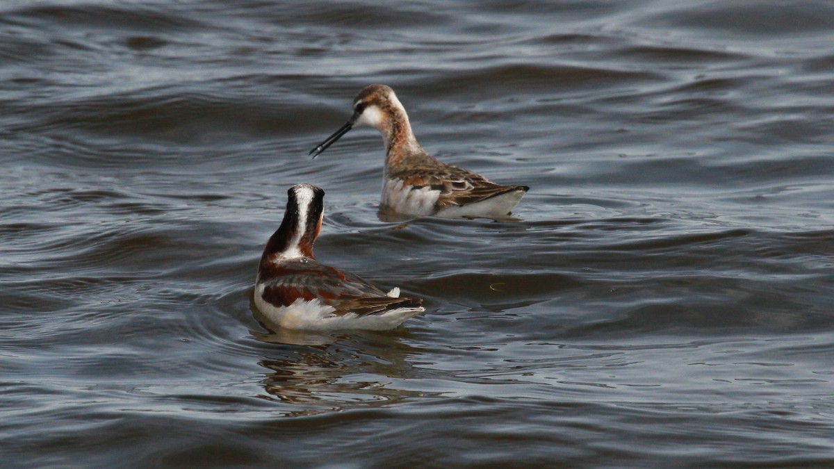 Falaropo Tricolor - ML99976271