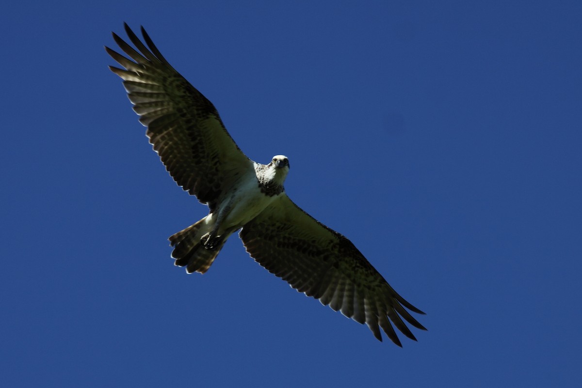 Águila Pescadora - ML99976951