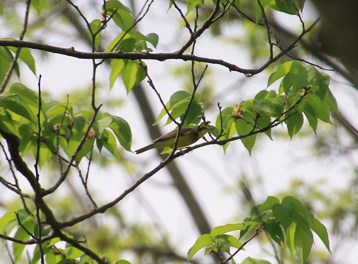 Canada Warbler - ML99977331