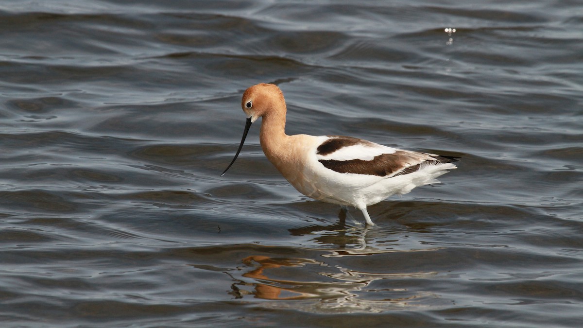 Avocette d'Amérique - ML99977671