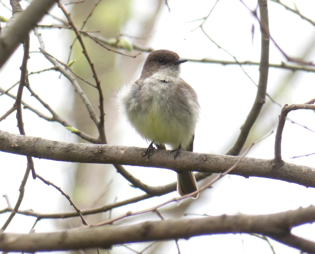 Eastern Phoebe - ML99978611