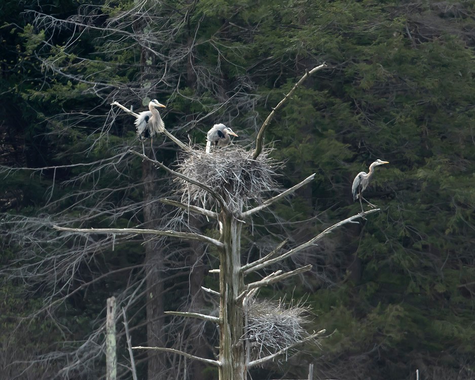 Great Blue Heron - Tina Green