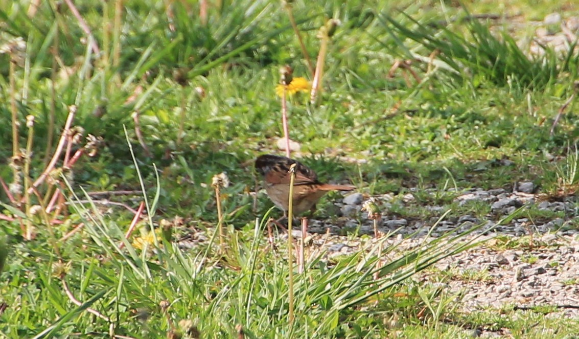 Swamp Sparrow - ML99979871