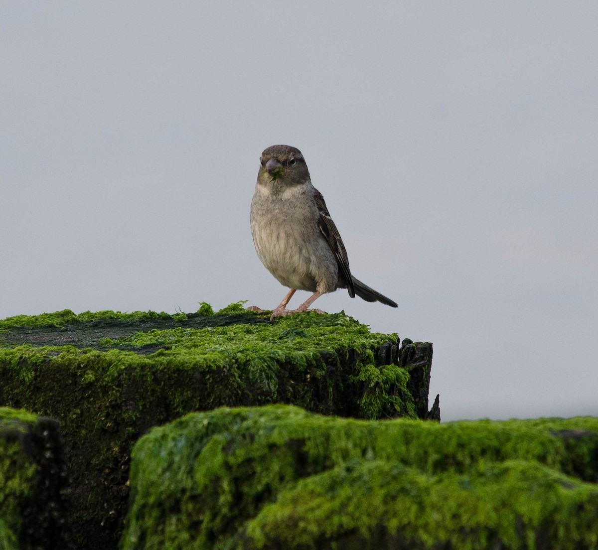 House Sparrow - Neil DeMaster