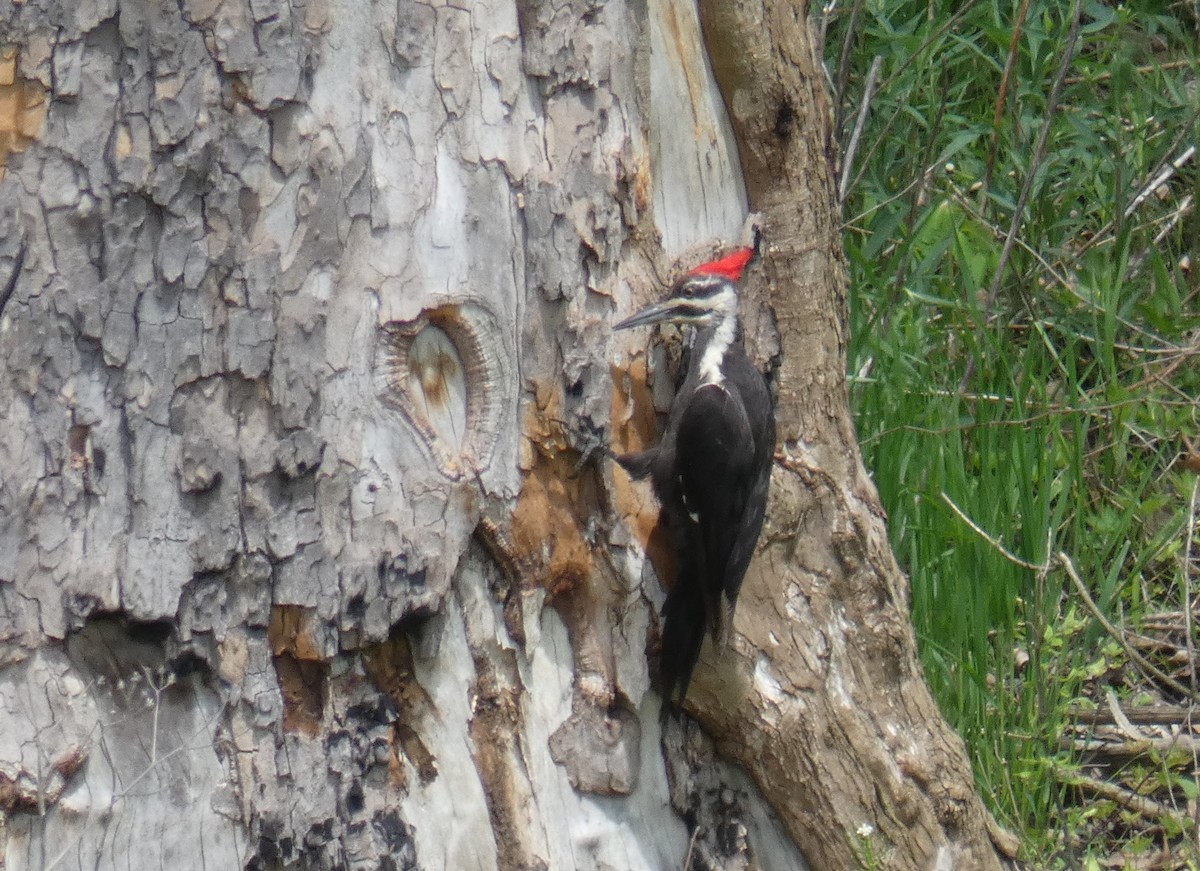 Pileated Woodpecker - ML99980401