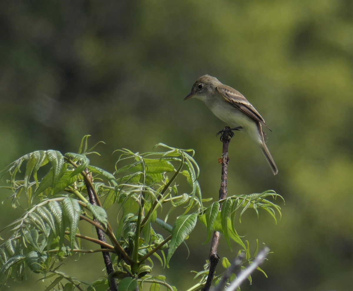 Willow Flycatcher - ML99980431