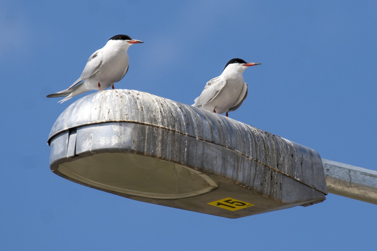 Common Tern - ML99980481