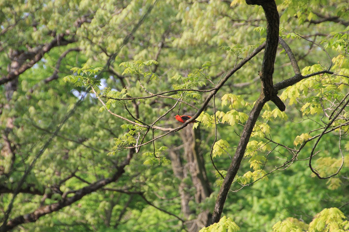 Scarlet Tanager - Niklas Klauss