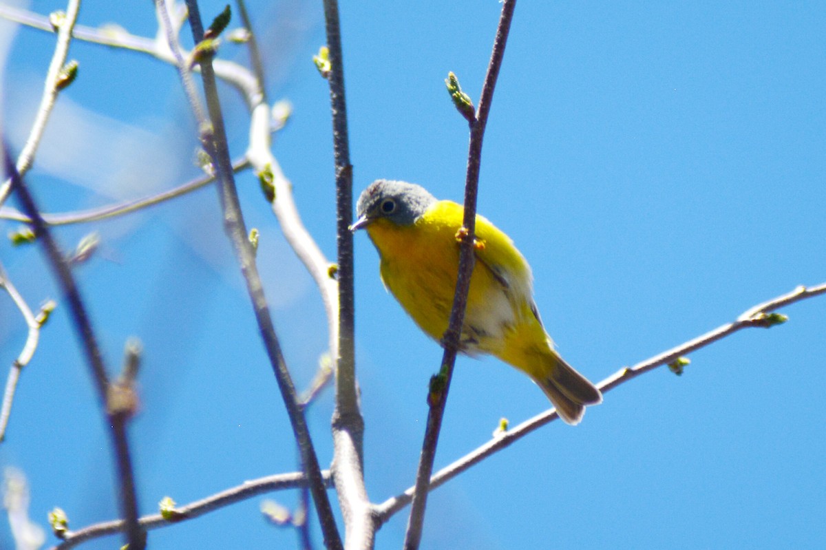Nashville Warbler - ML99981471
